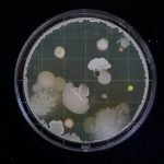“LA CITIZENS SCIENCE”